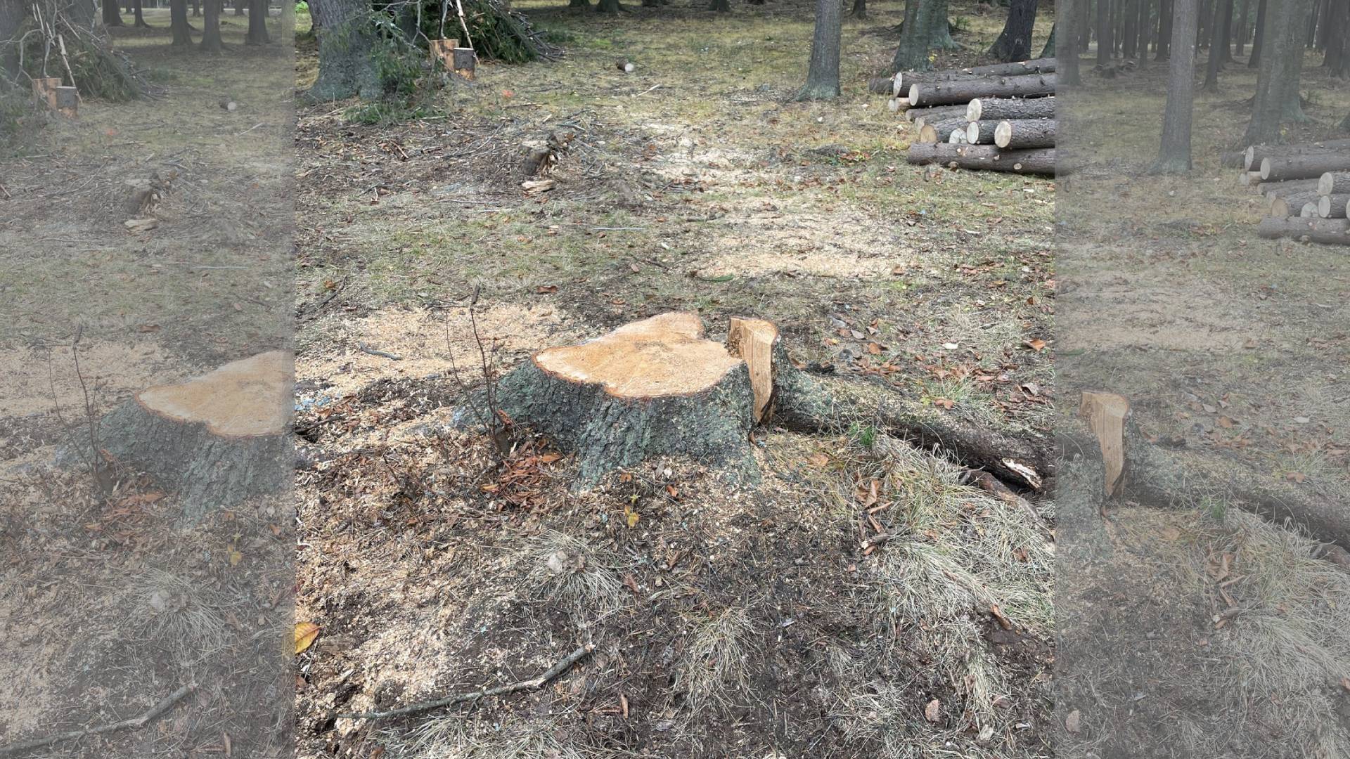Варварское уничтожение леса в парковой зоне Ревды
