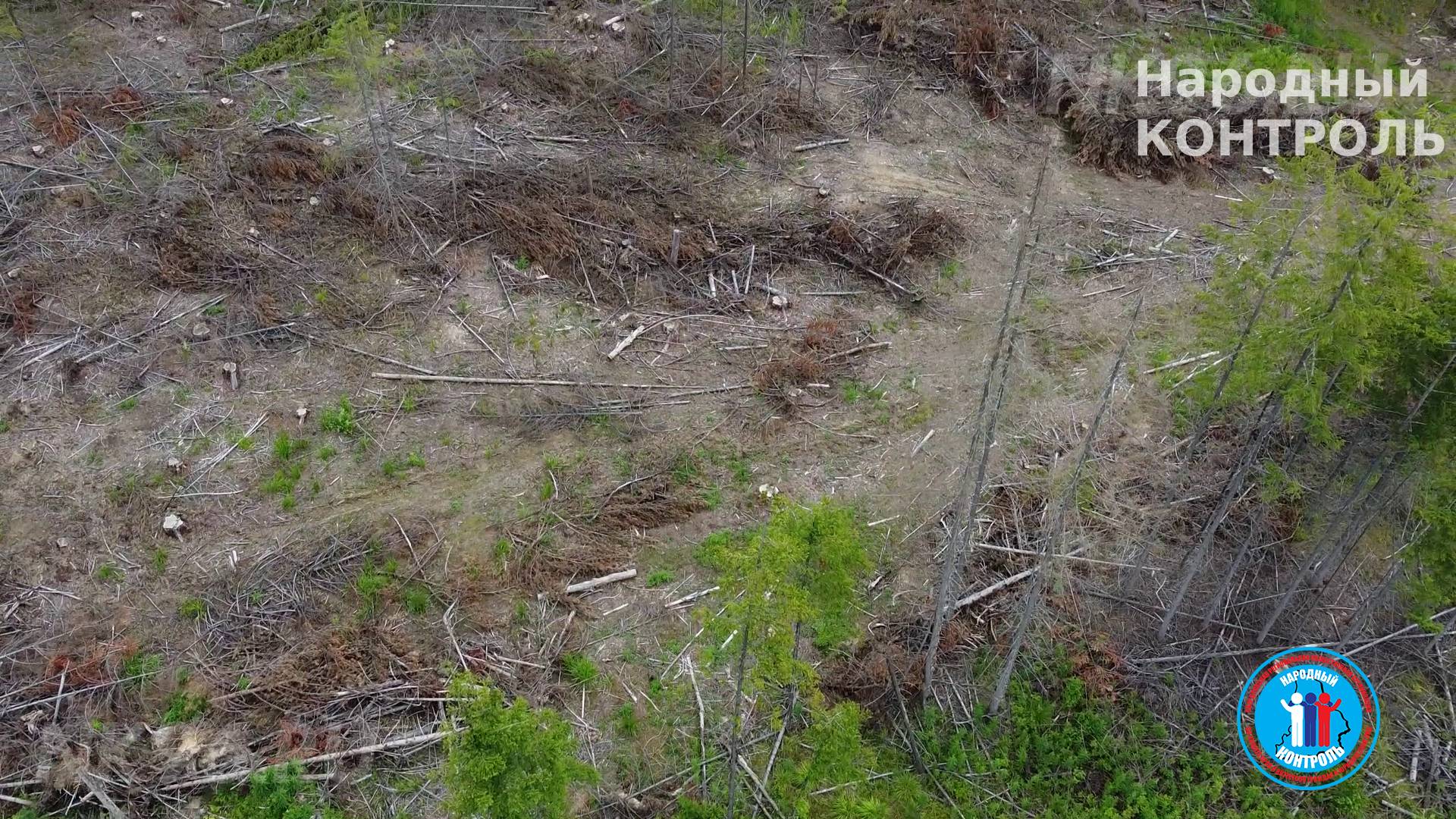 Незаконная вырубка леса в селе Мариинск Ревдинского городского округа