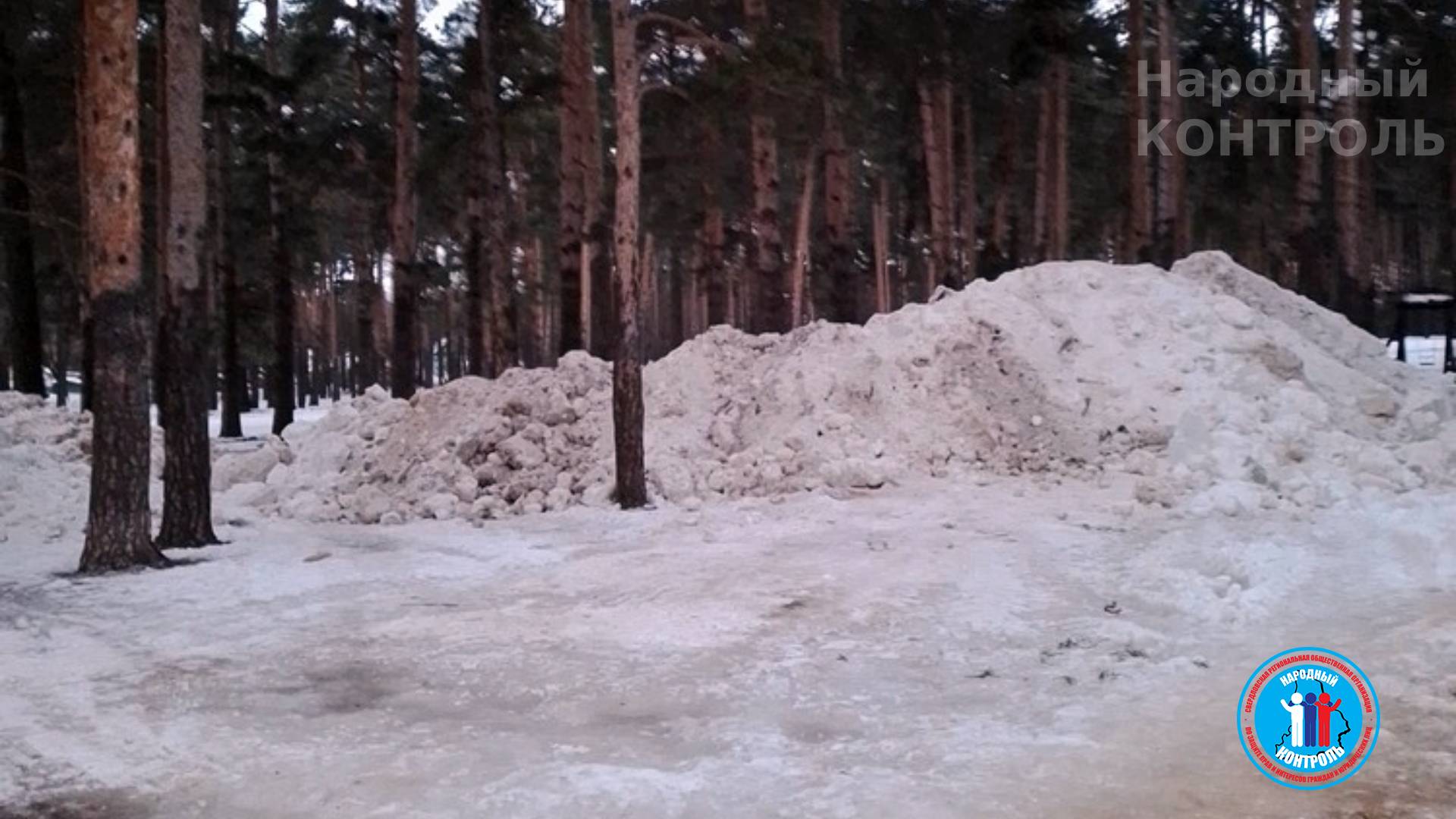 Грязный снег сваливают в сосновом бору Дмитрова