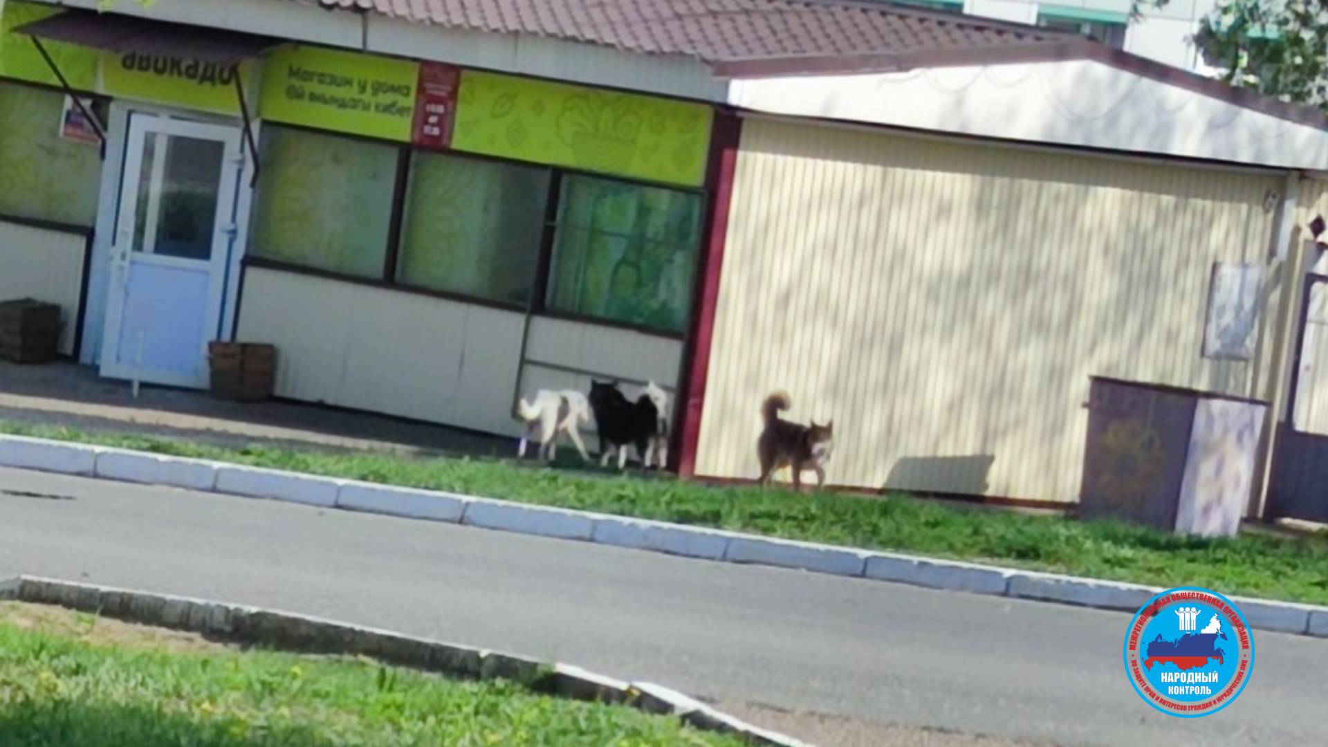 Собаки в посёлке кидаются на машины. Дети боятся из дома выйти