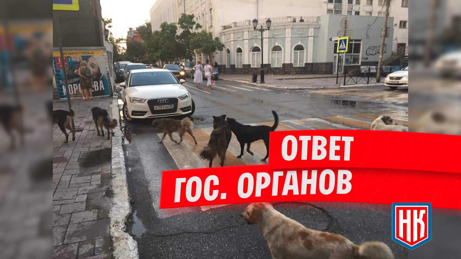 Ответ по отлову безнадзорных животных в Астрахани