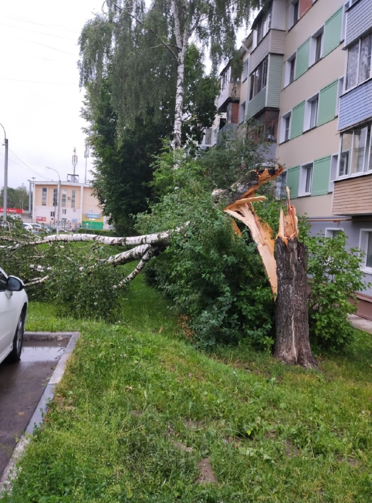 image-349-759x1024 Из-за упавшего дерева оборвались провода на ул. Центральная в Кашире