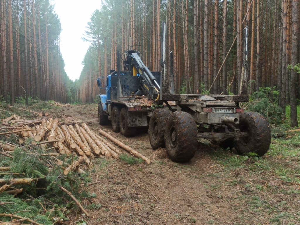 image-449-1024x769 Возобновилась вырубка леса под Екатеринбургом