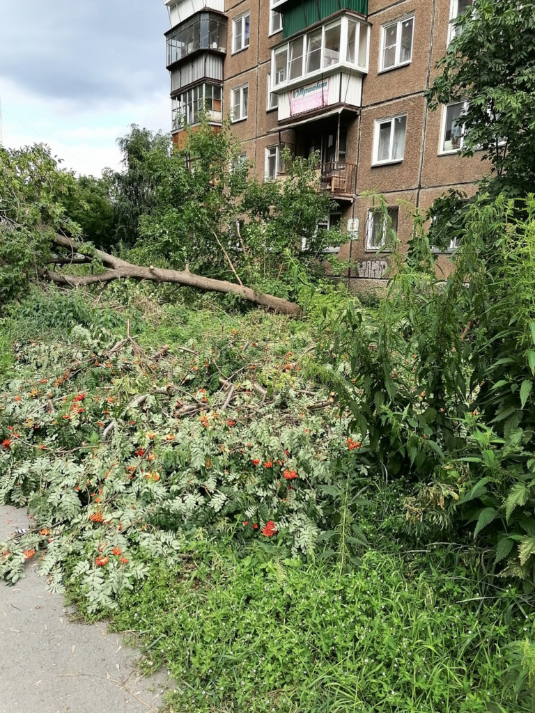 image-560-768x1024 Заросли крапивы в человеческий рост и упавшее дерево под окнами дома на Ширшова 11 в Челябинске