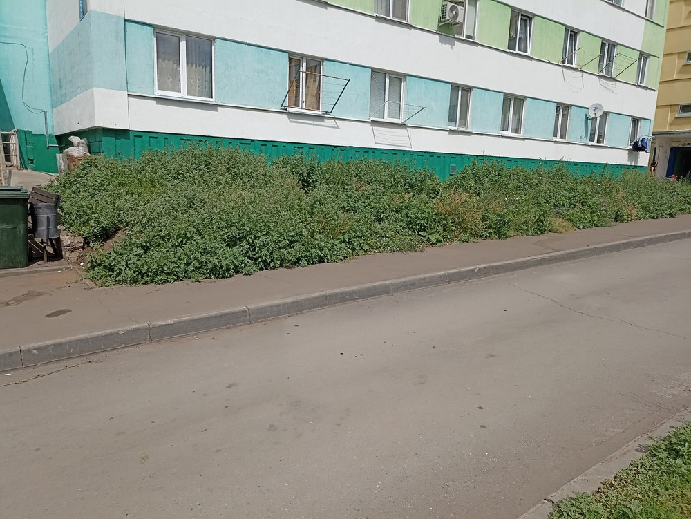 image-107 «Траву якобы скосили»: коммунальщики Набережных Челнов игнорируют заявку на покос травы
