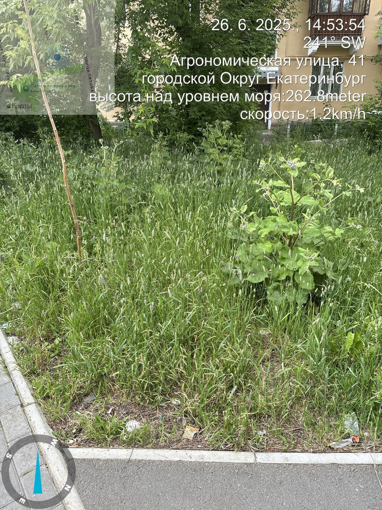 image-161 Жители дома №41 на Агрономической пожаловались на некошеную траву