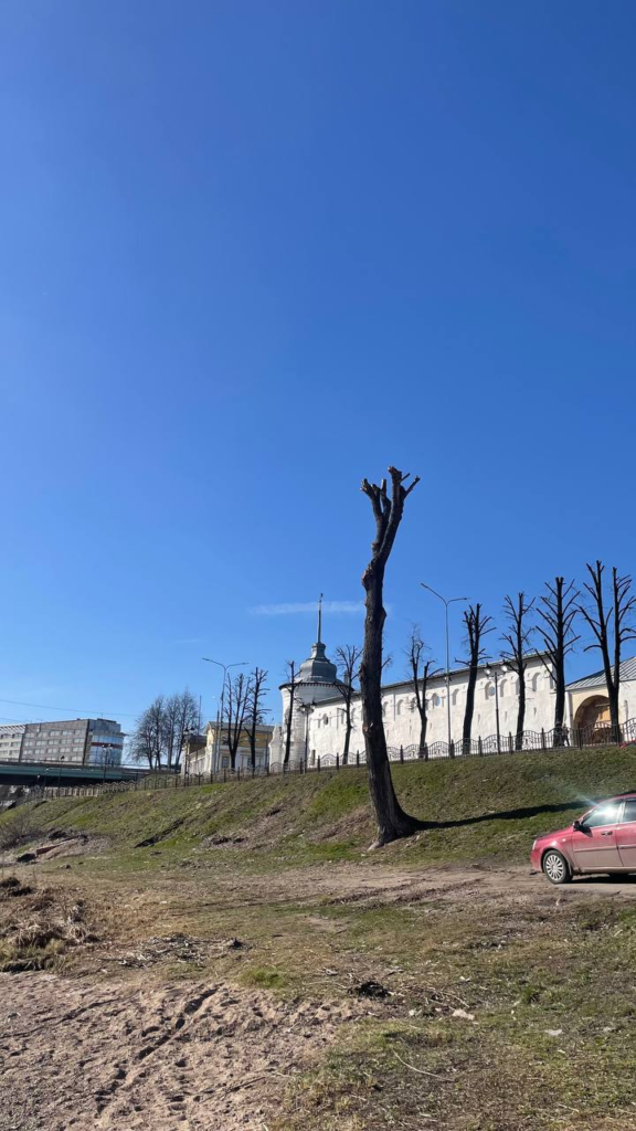 image-98-576x1024 Ярославль теряет зелёный фонд: власти игнорируют проблему заражённых деревьев