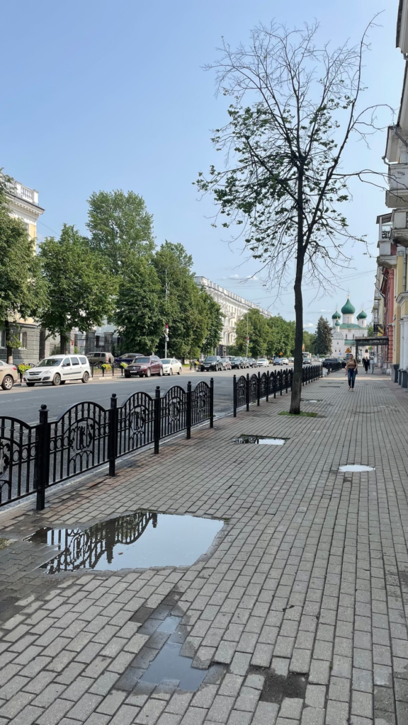 image-99-576x1024 Ярославль теряет зелёный фонд: власти игнорируют проблему заражённых деревьев