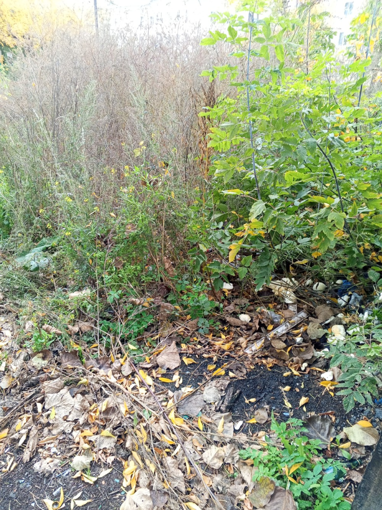 image-272-768x1024 Жители Екатеринбурга требуют навести порядок у мусорных контейнеров на Технической, 66