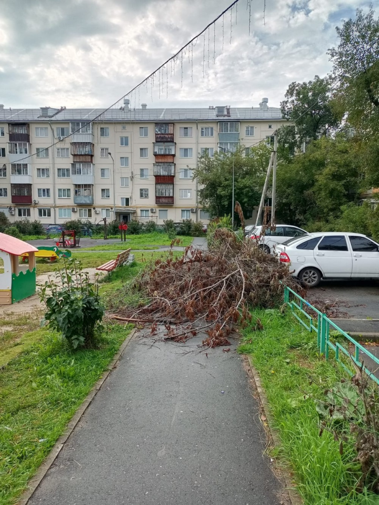 image-43-768x1024 В Екатеринбурге ветки от спиленного дерева месяц лежат на тротуаре у дома на Сухоложской