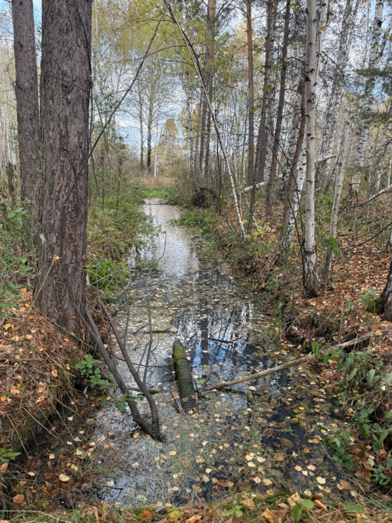 image-109-768x1024 Экологическая катастрофа в Курорт-Самоцвете: нечистоты продолжают сливать в лесной массив