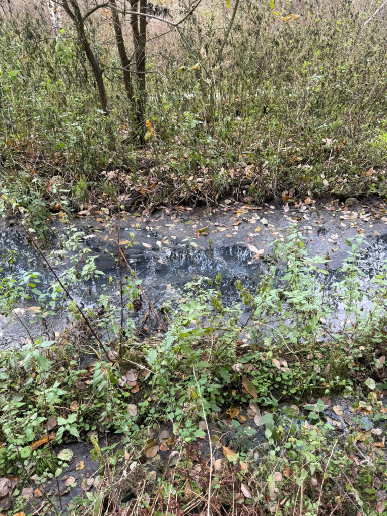 image-110-768x1024 Экологическая катастрофа в Курорт-Самоцвете: нечистоты продолжают сливать в лесной массив