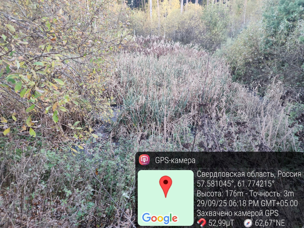 image-112-1024x768 Экологическая катастрофа в Курорт-Самоцвете: нечистоты продолжают сливать в лесной массив