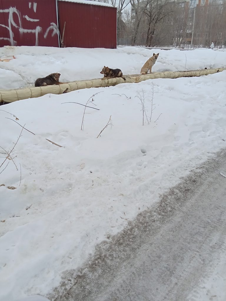 21737-2-768x1024 Стая собак пугает жителей микрорайона «Новосеверный» в Кургане