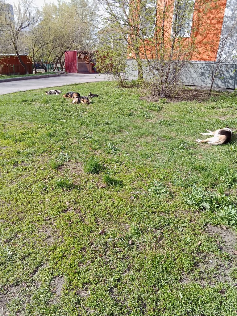 21737-3-768x1024 Стая собак пугает жителей микрорайона «Новосеверный» в Кургане